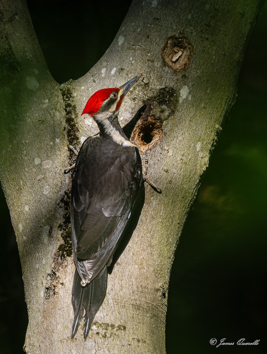 Pileated Woodpecker - ML636761248