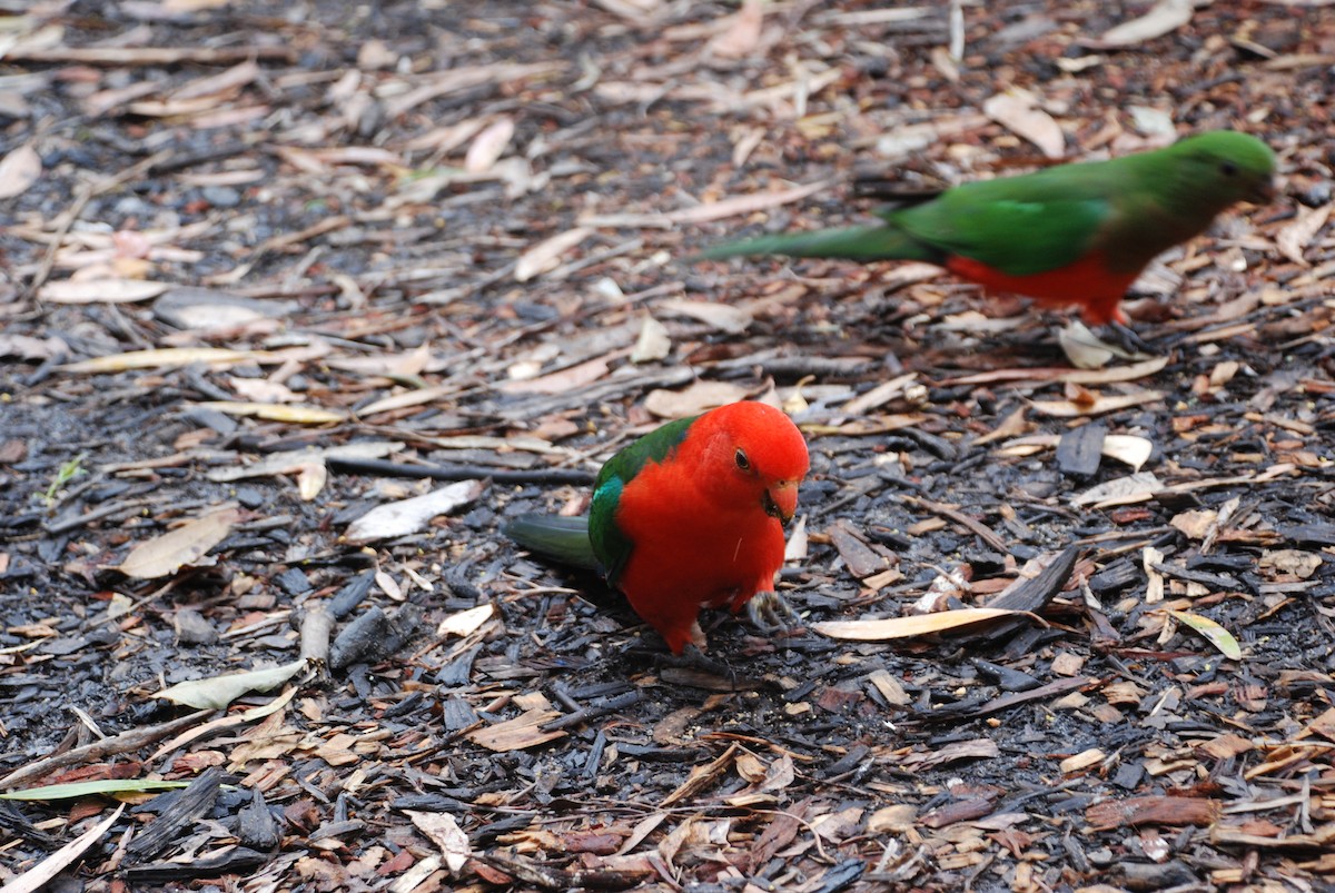 Australian King-Parrot - ML636761315