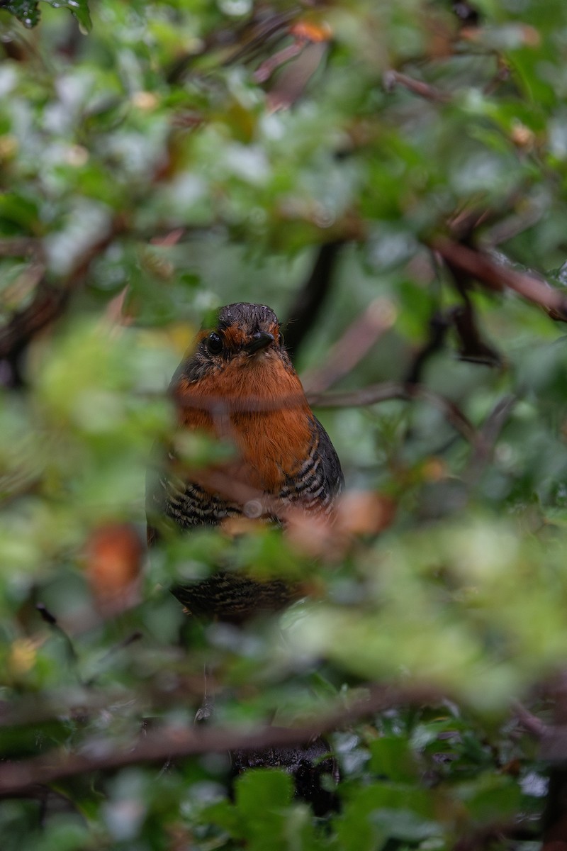 Chucao Tapaculo - ML636761316