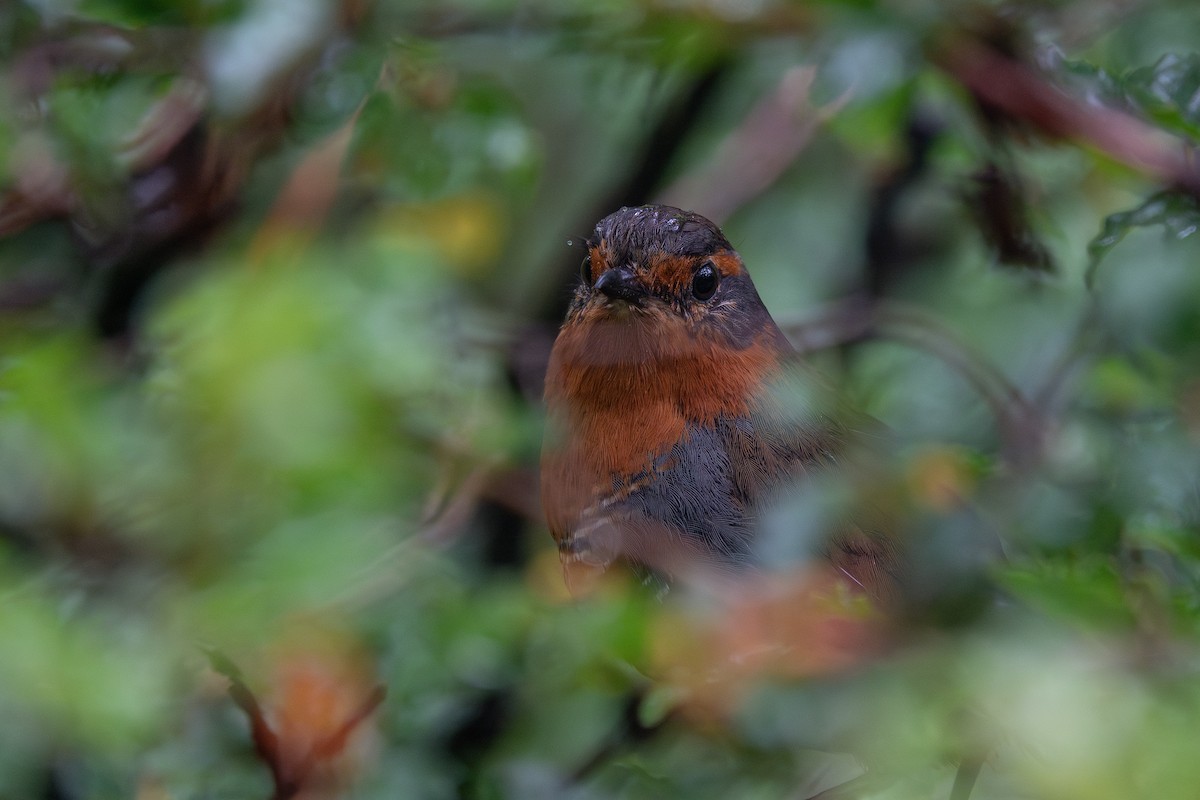 Chucao Tapaculo - ML636761317