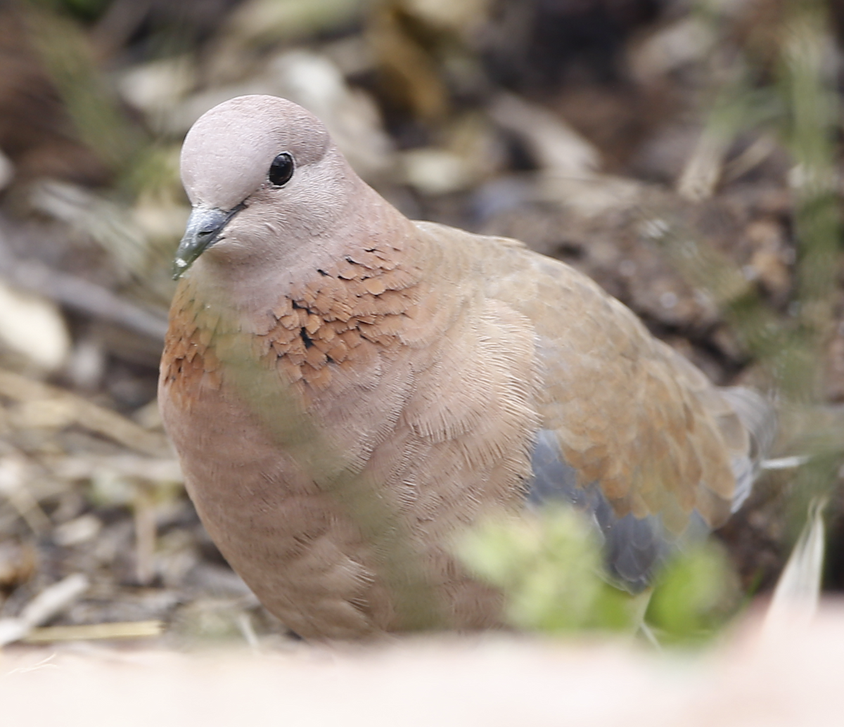 Laughing Dove - ML636761369