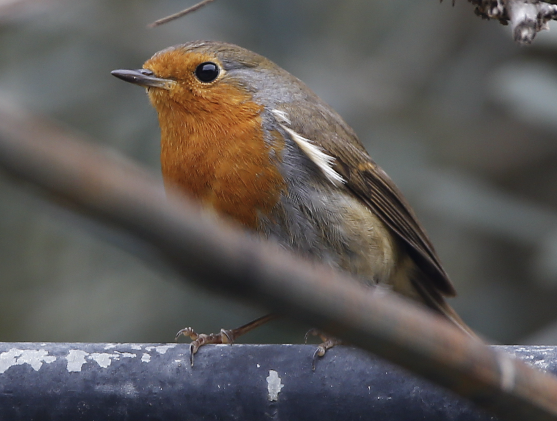 European Robin - ML636761378