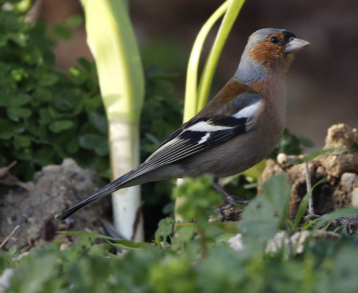 Common Chaffinch - ML636761390