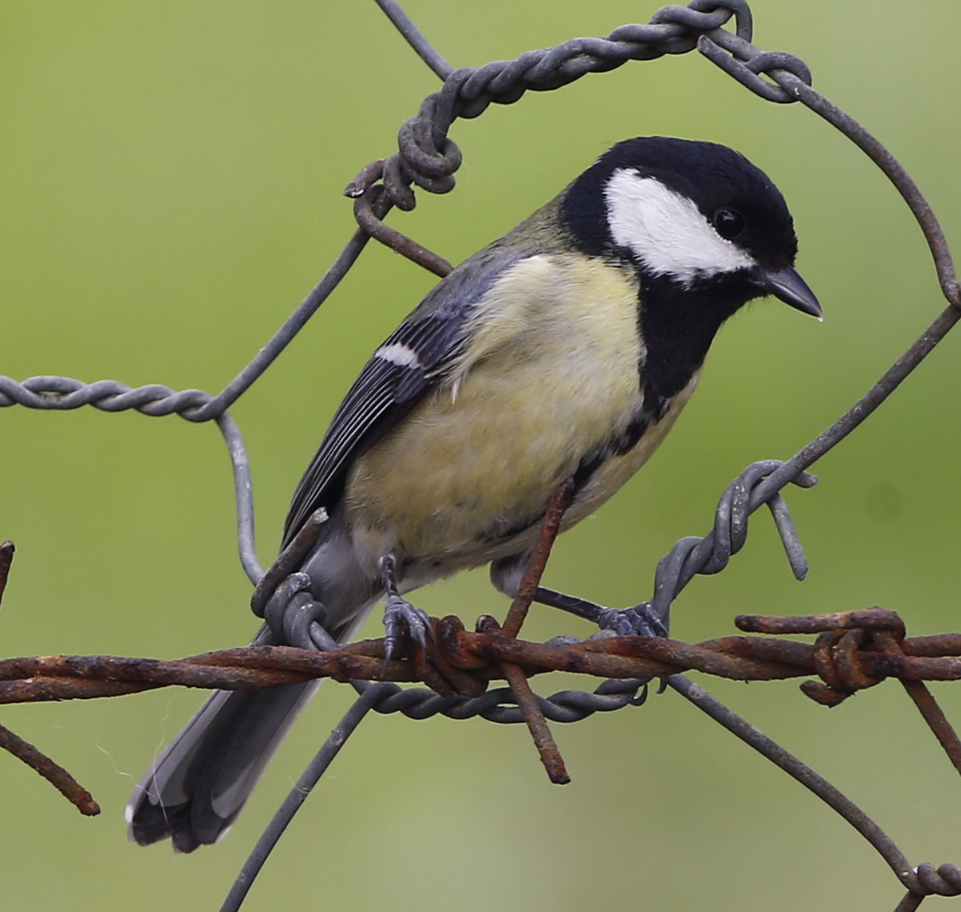 Great Tit - ML636761407