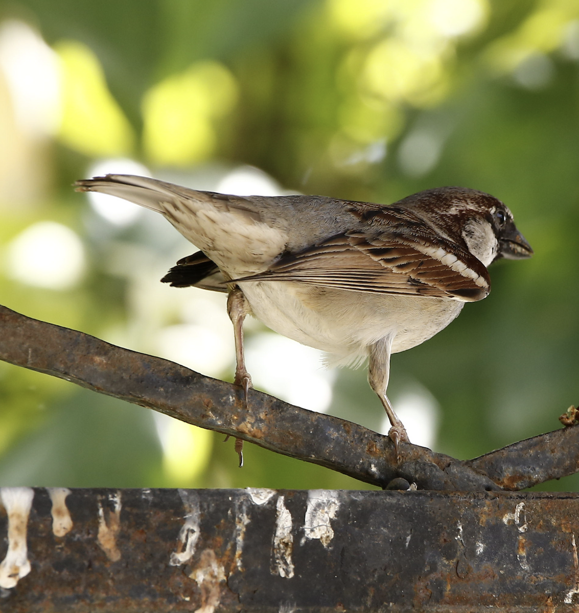 House Sparrow - ML636761408