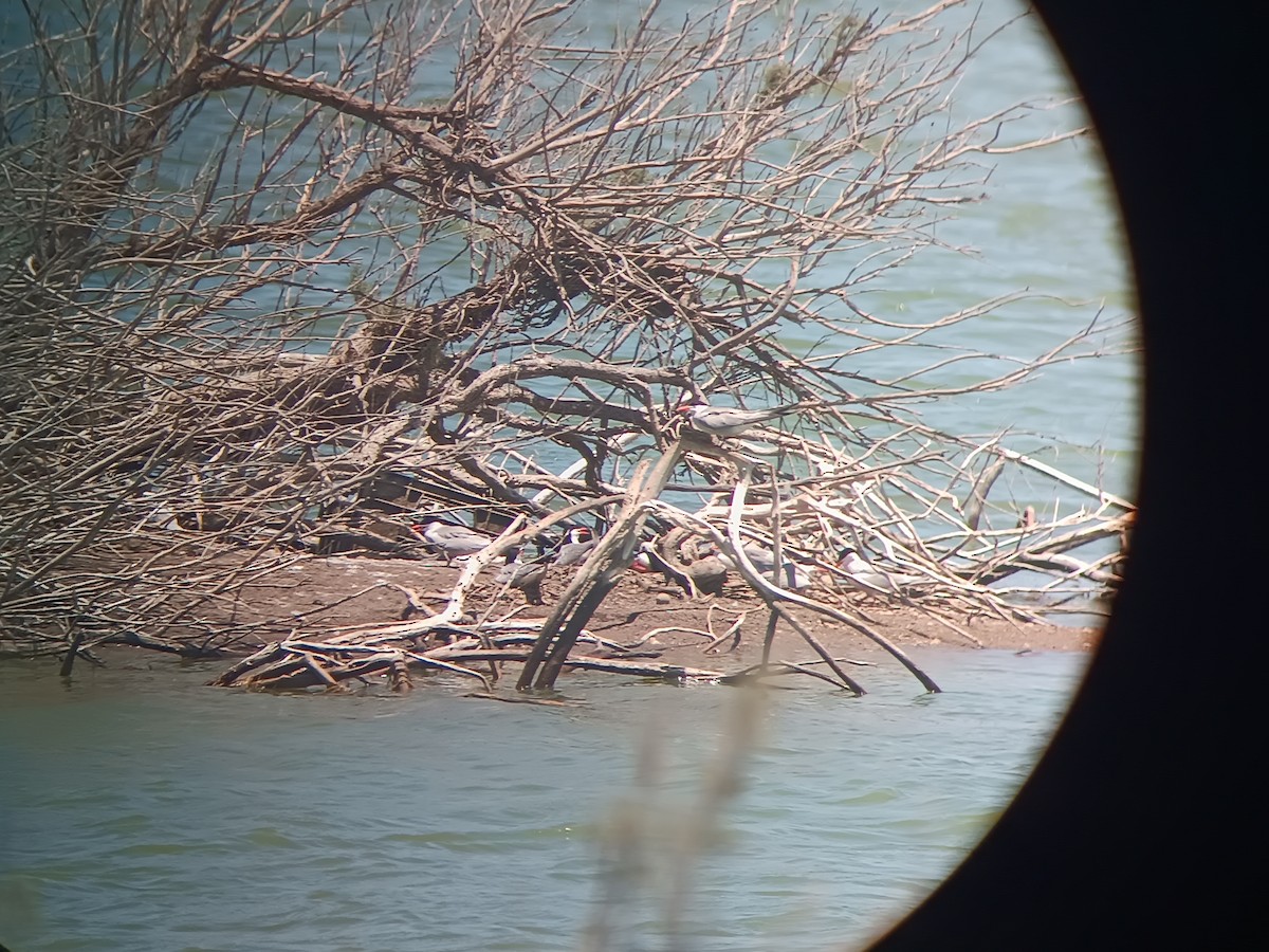 Common Tern - ML636761481