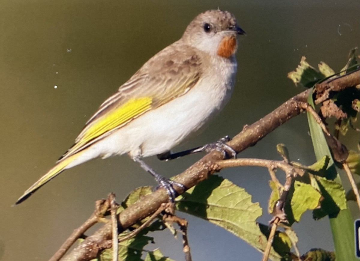 Rufous-throated Honeyeater - ML636761520