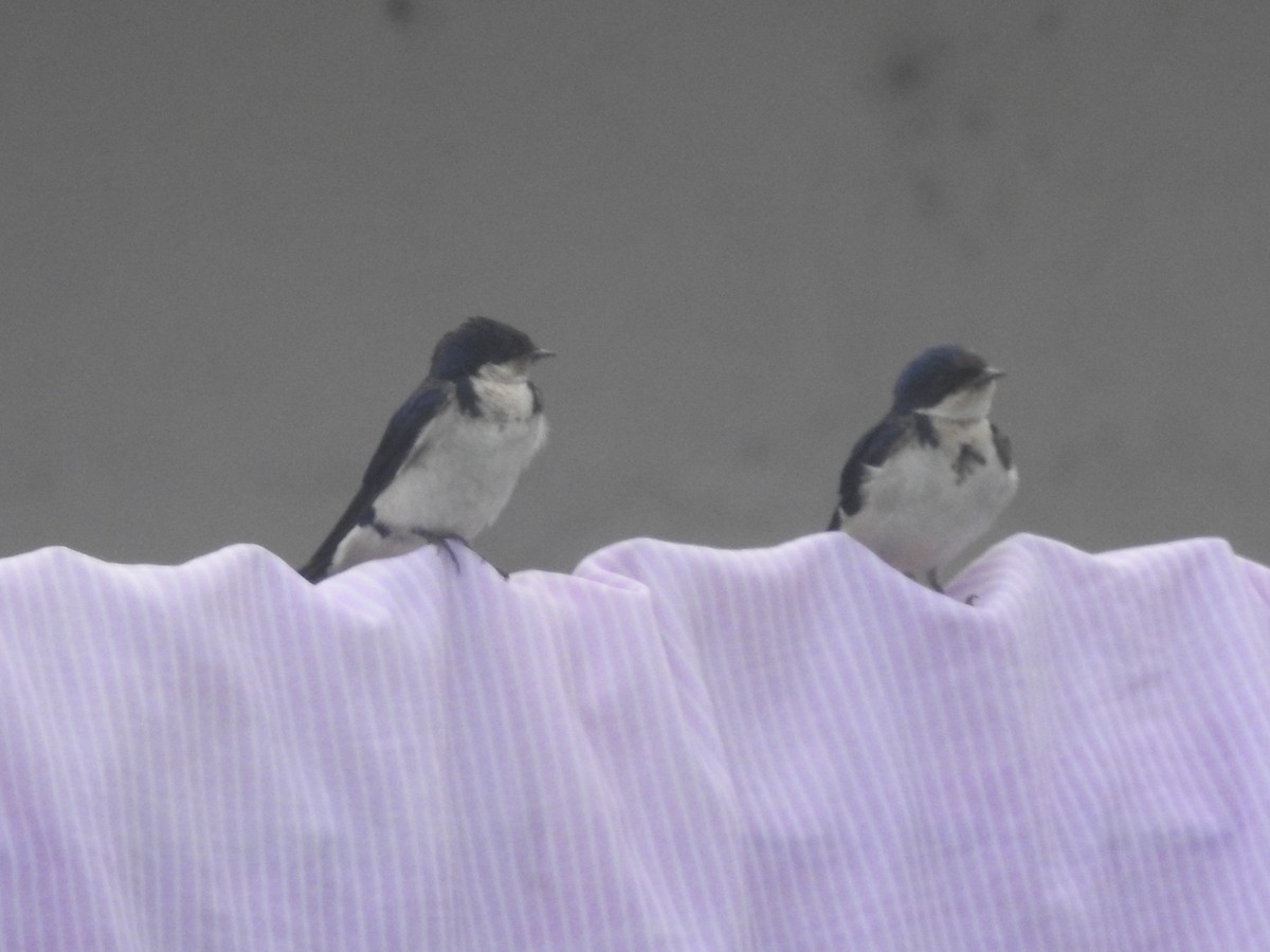Ethiopian Swallow - ML636761581