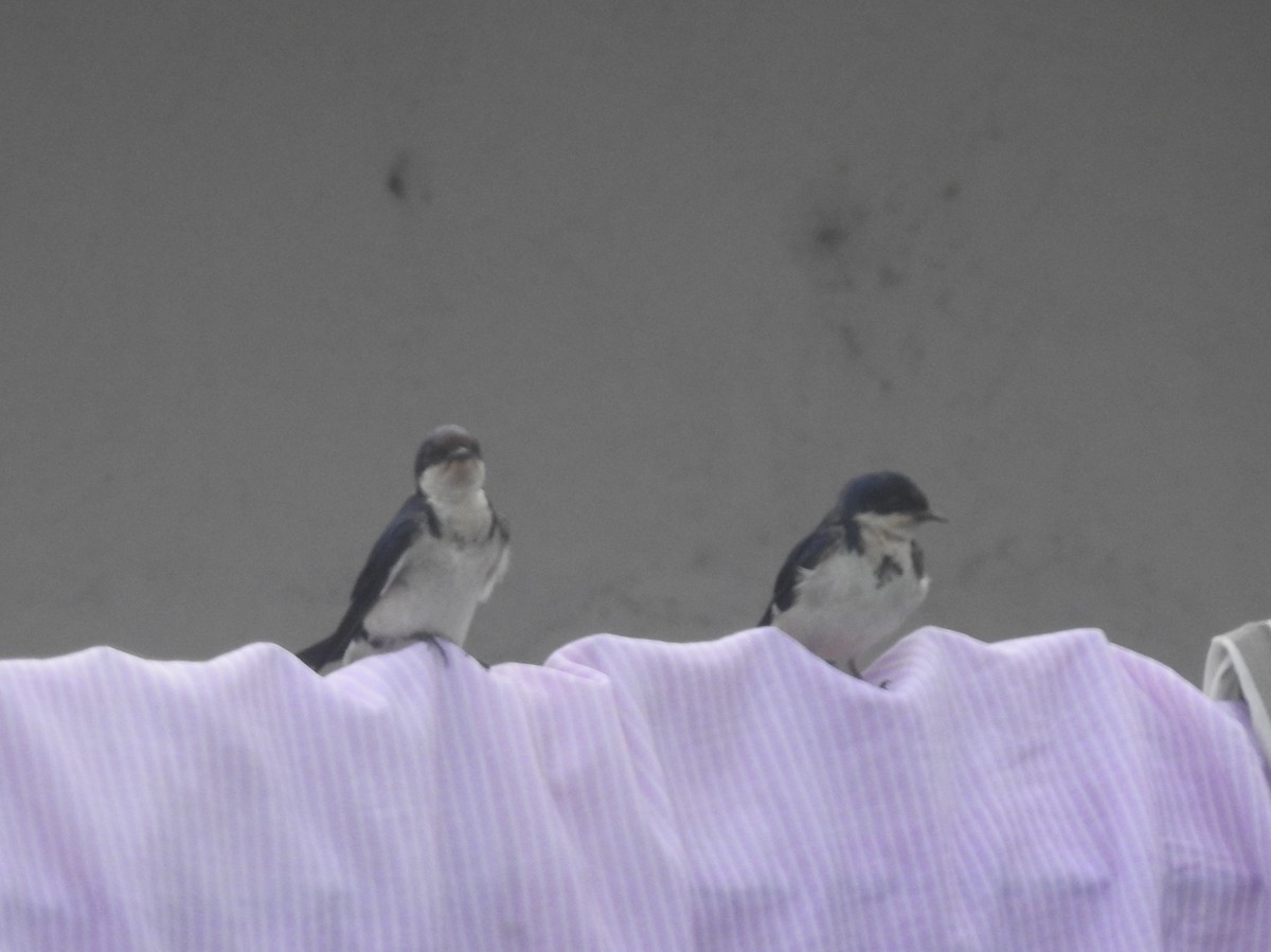 Ethiopian Swallow - ML636761582
