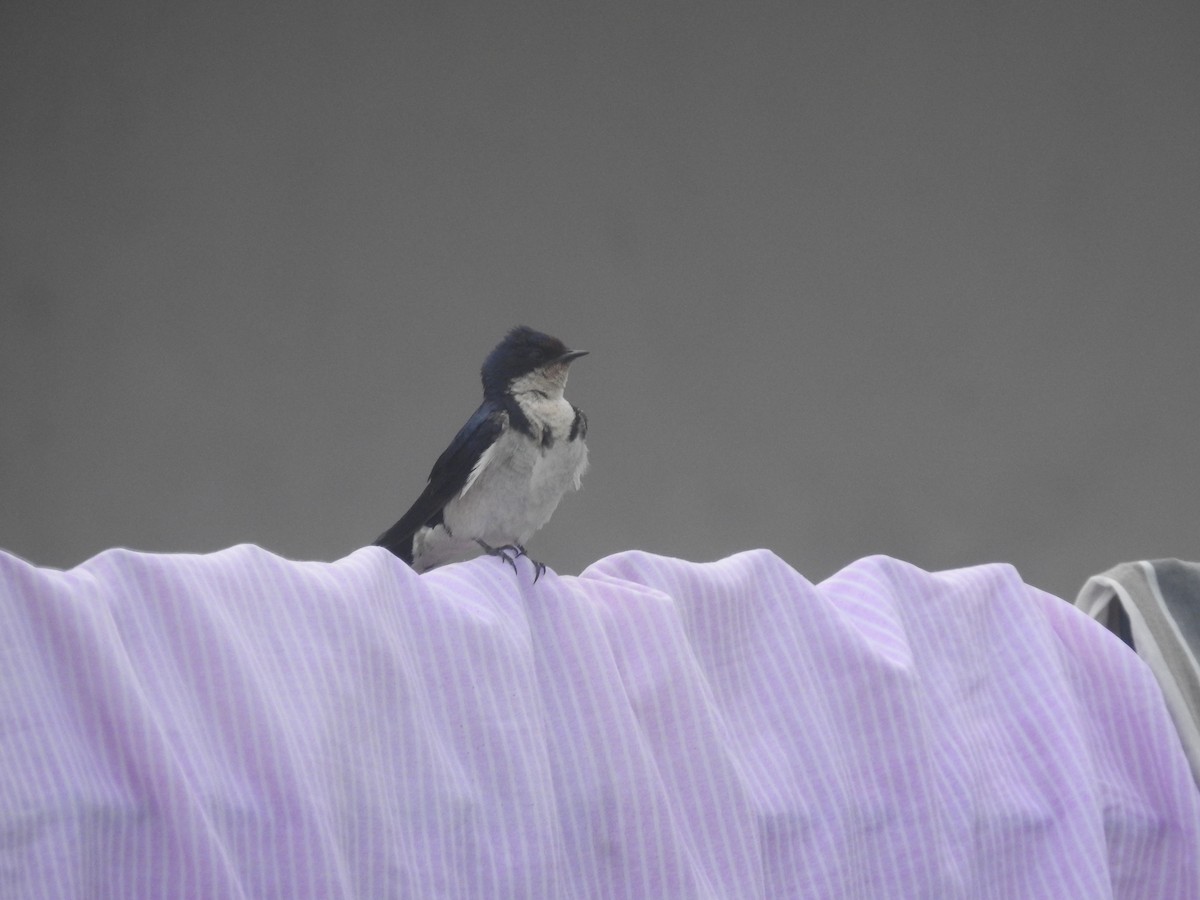 Ethiopian Swallow - ML636761583