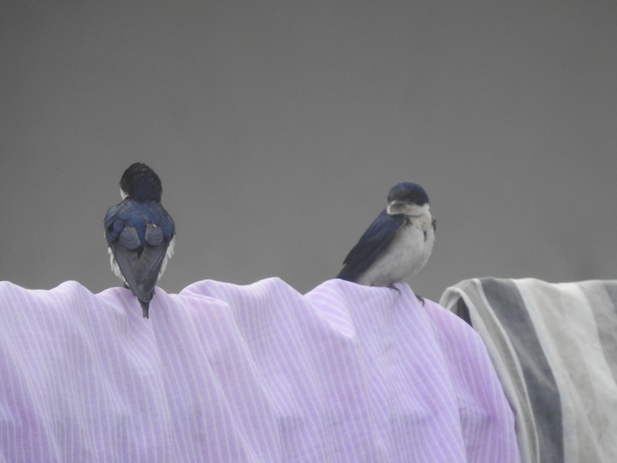 Ethiopian Swallow - ML636761584