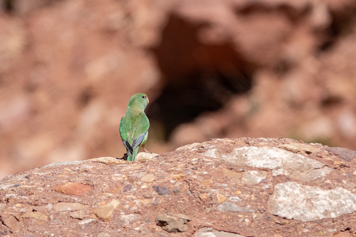 Mountain Parakeet - ML636761625