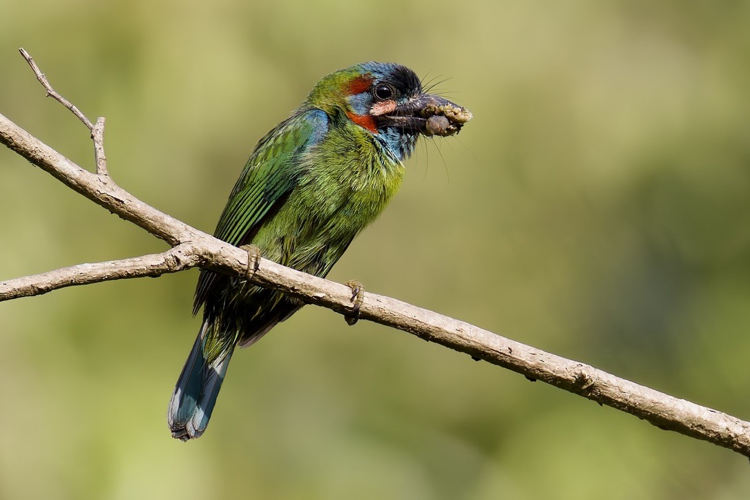 Blue-eared Barbet - ML636761693