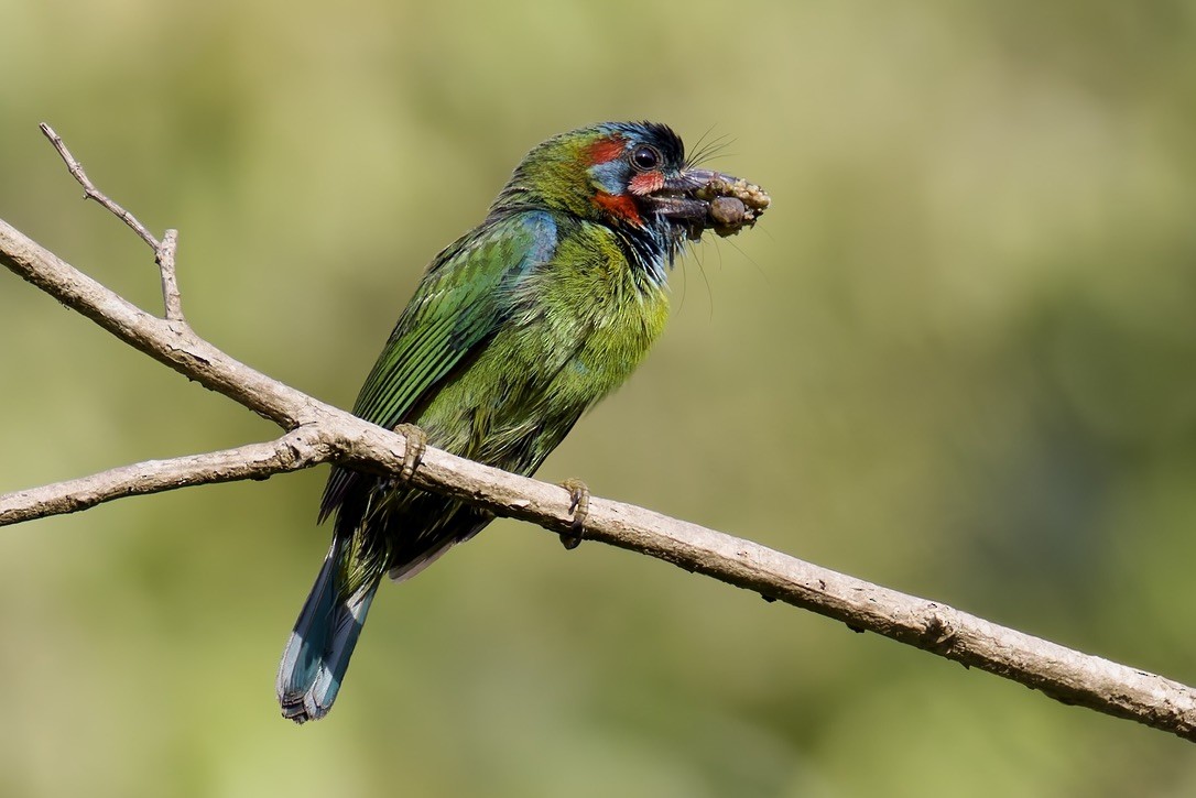 Blue-eared Barbet - ML636761694