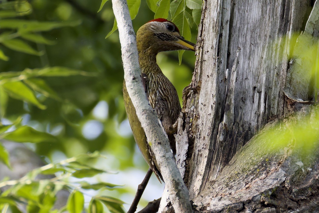 Streak-breasted Woodpecker - ML636761712