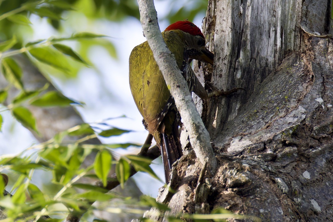 Streak-breasted Woodpecker - ML636761713