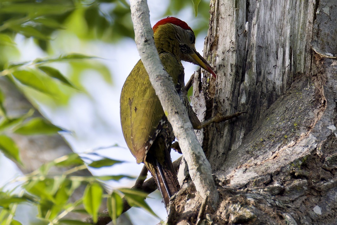 Streak-breasted Woodpecker - ML636761714