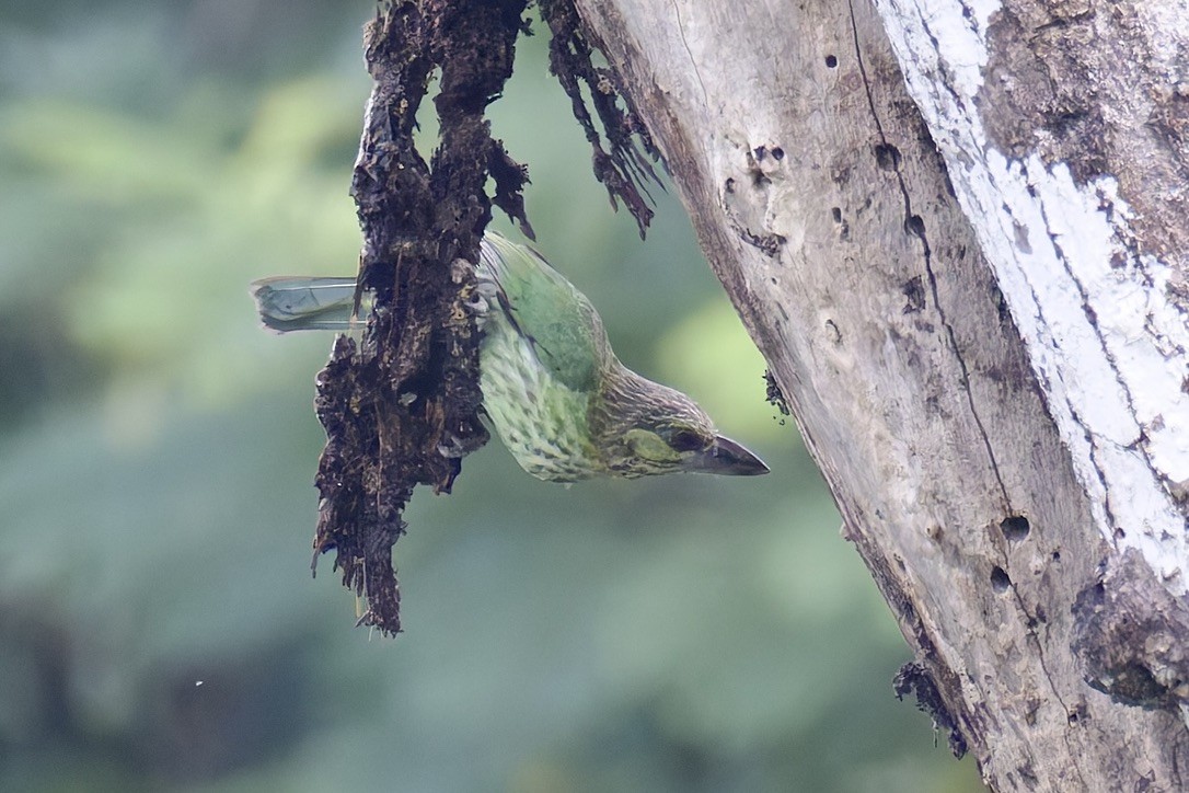 Green-eared Barbet - ML636761759