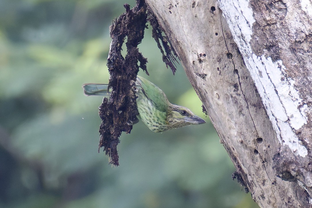 Green-eared Barbet - ML636761760