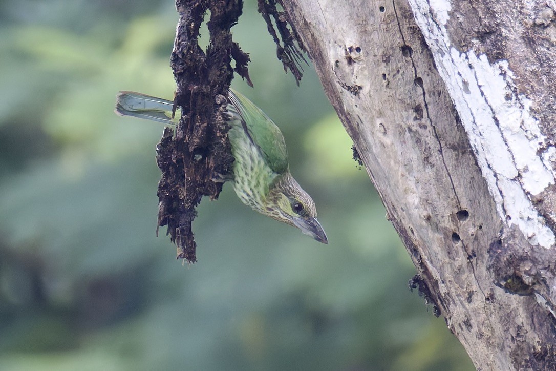 Green-eared Barbet - ML636761761
