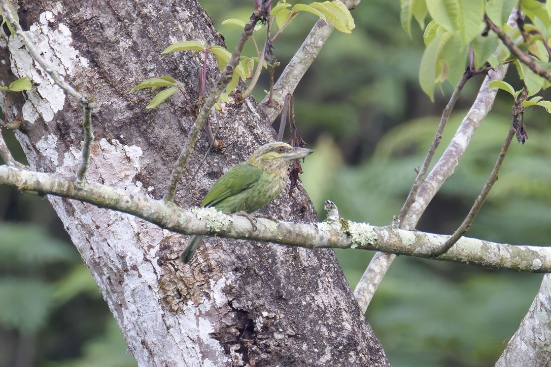 Green-eared Barbet - ML636761762