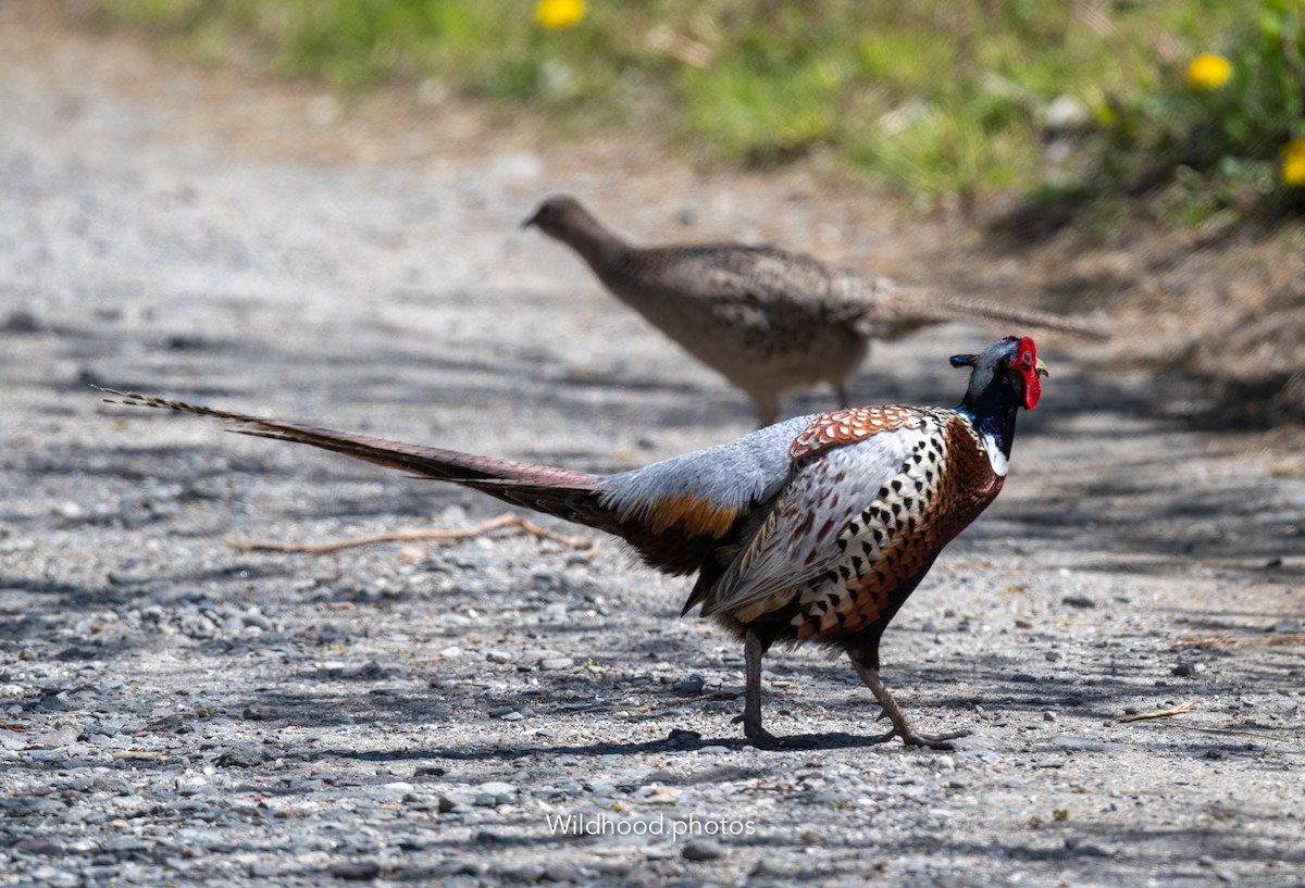 Ring-necked Pheasant - ML636761767