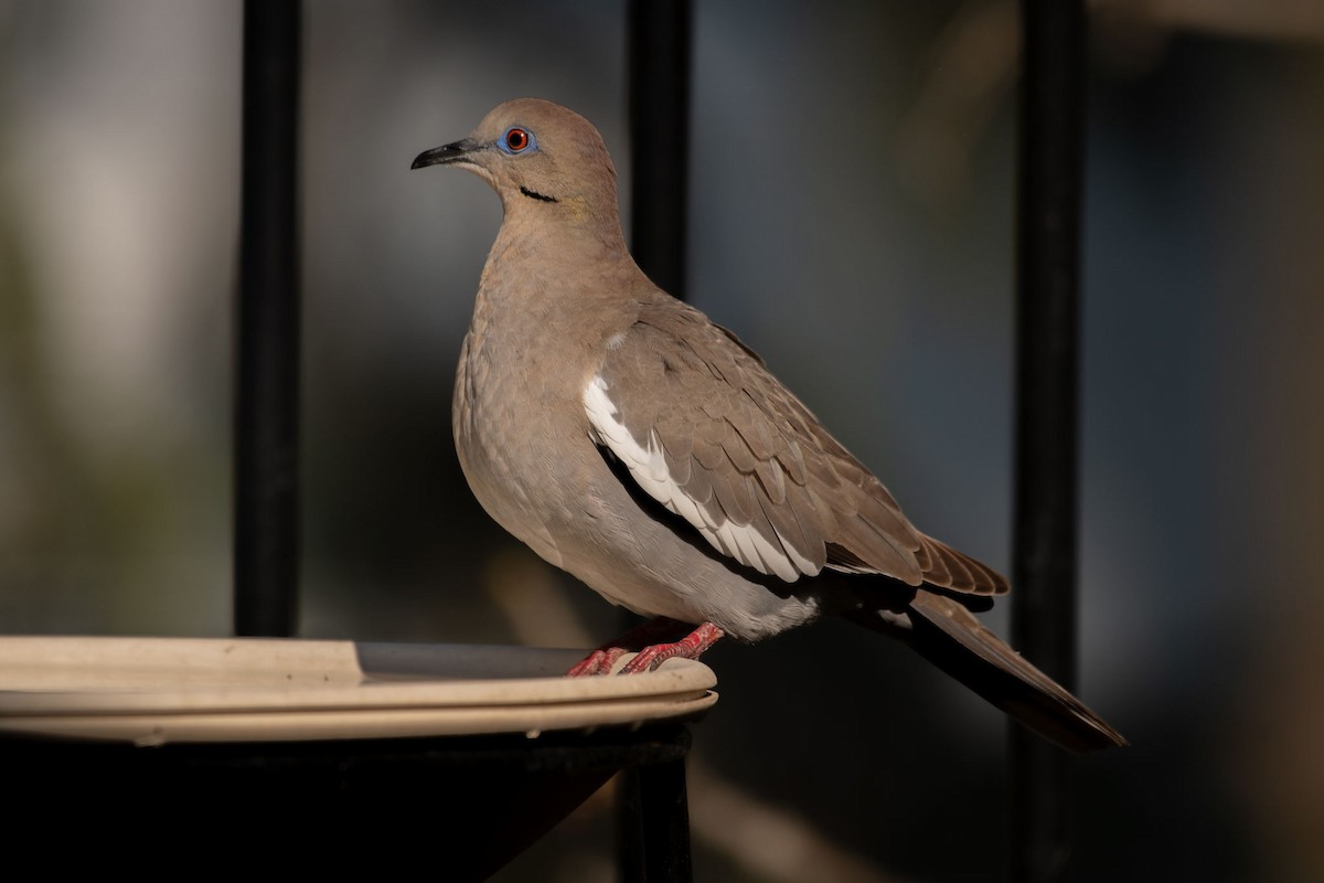 White-winged Dove - ML636761768