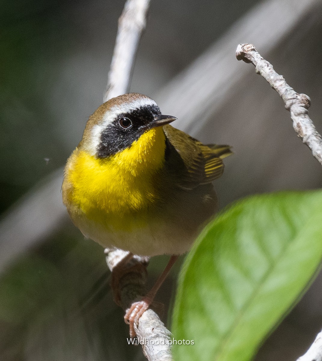 Common Yellowthroat - ML636761782