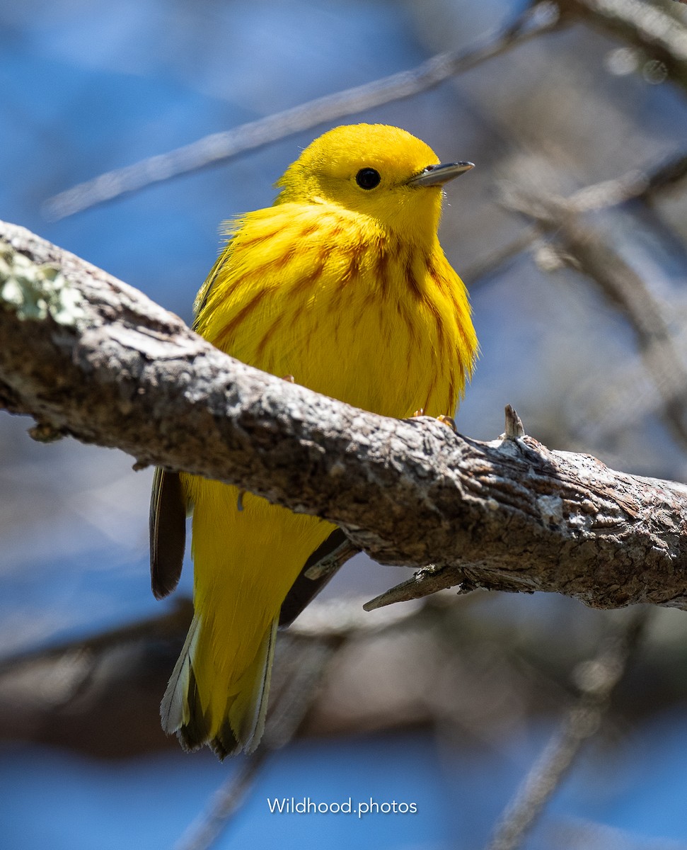 Northern Yellow Warbler - ML636761787