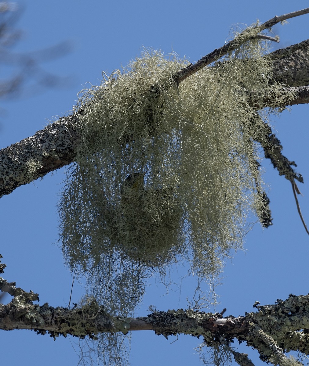 Northern Parula - ML636761818