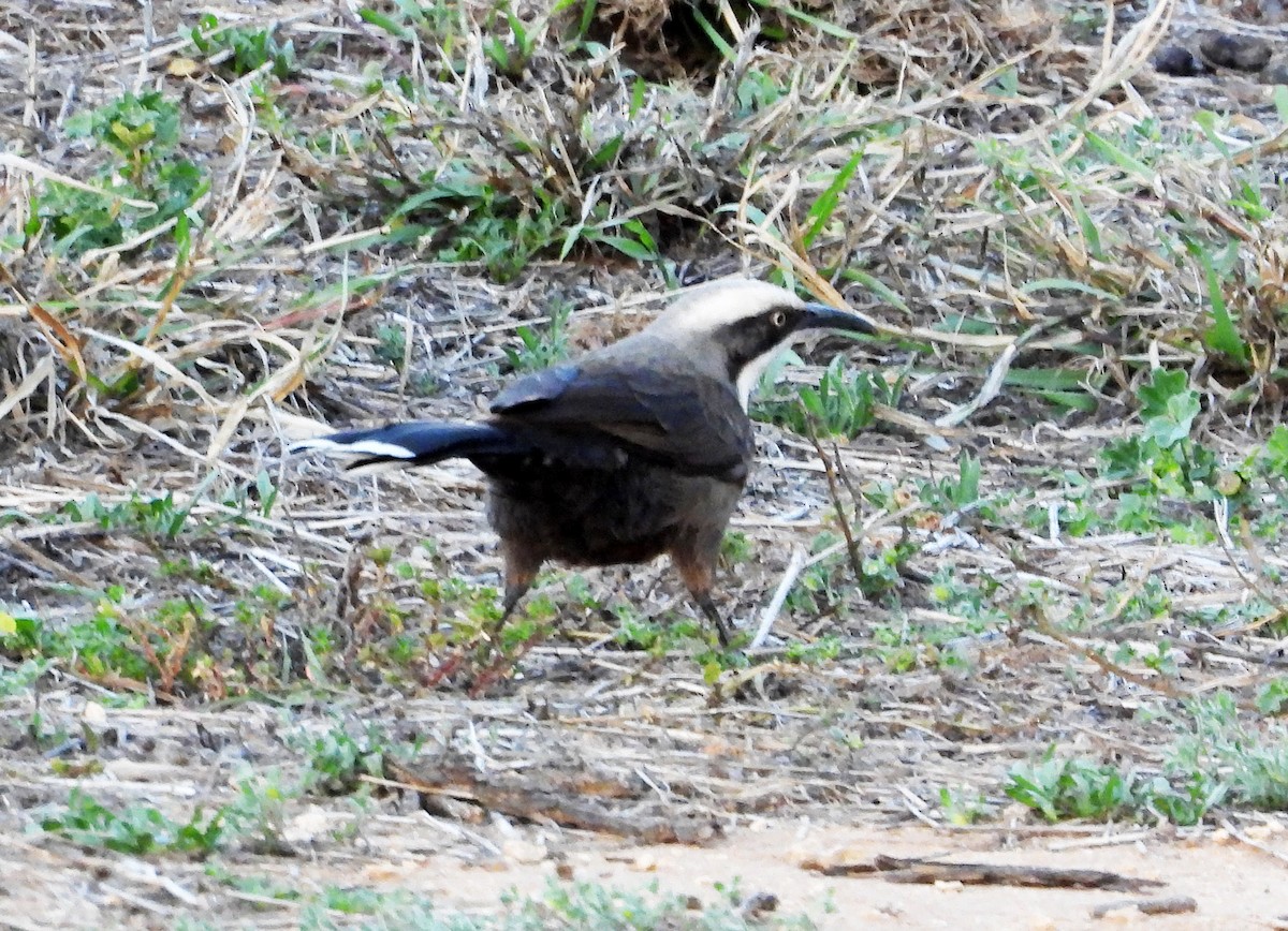 Gray-crowned Babbler - ML636761826