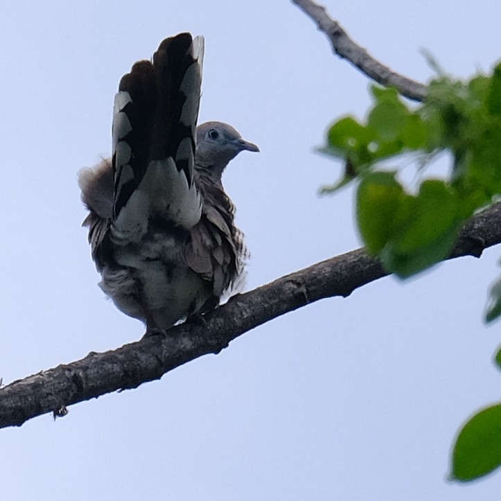 チョウショウバト - ML636761843
