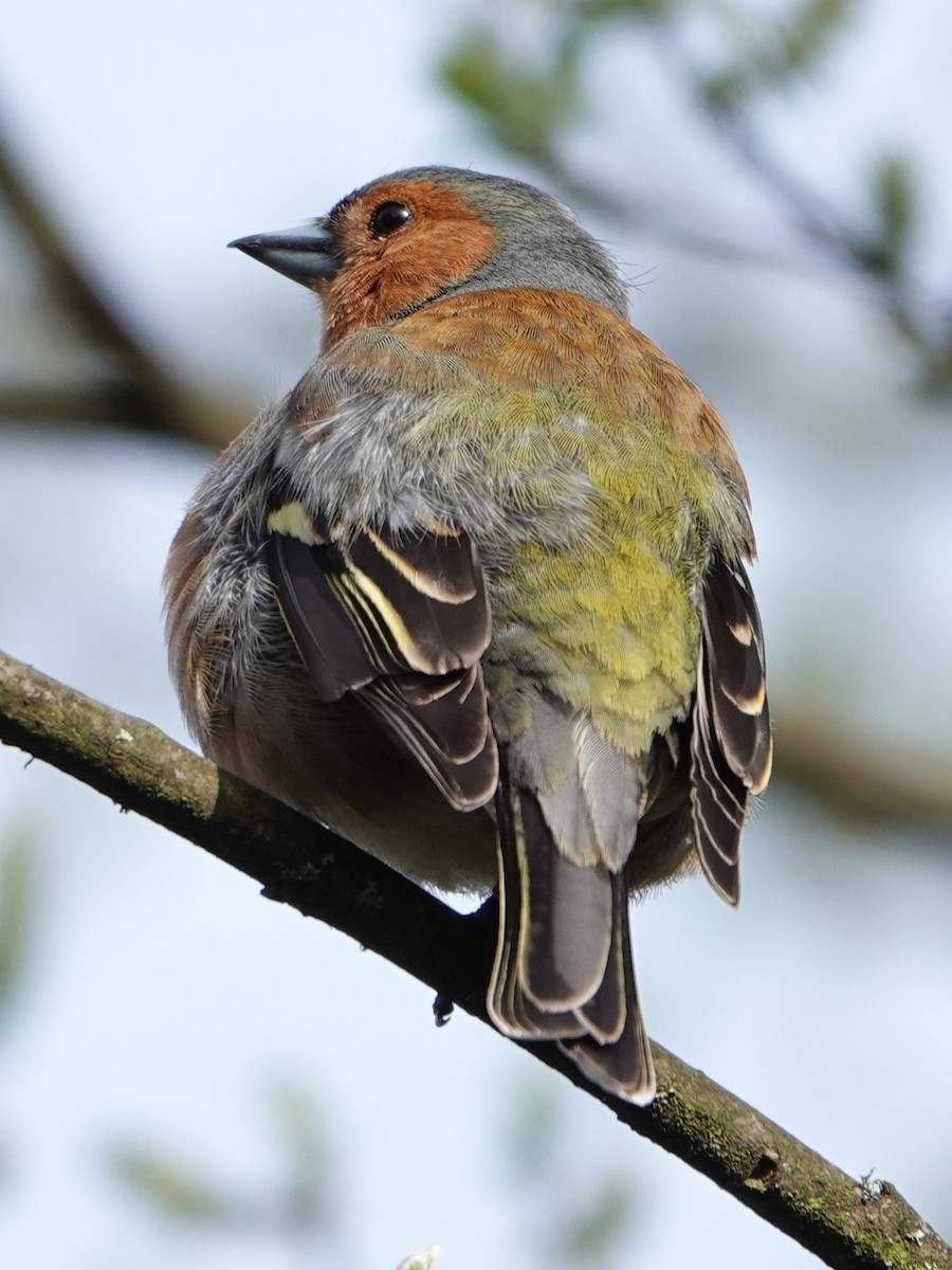 Common Chaffinch - ML636761899