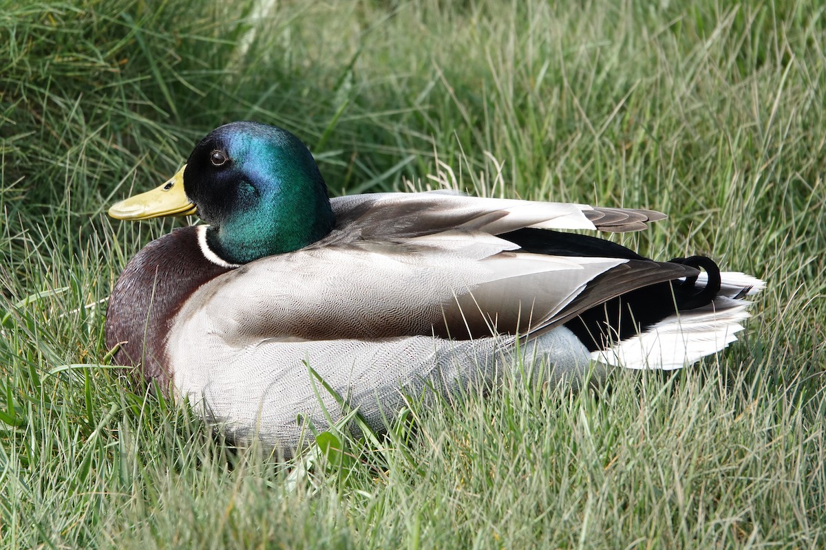 Mallard - ML636761905