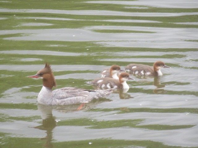Common Merganser - ML636761908