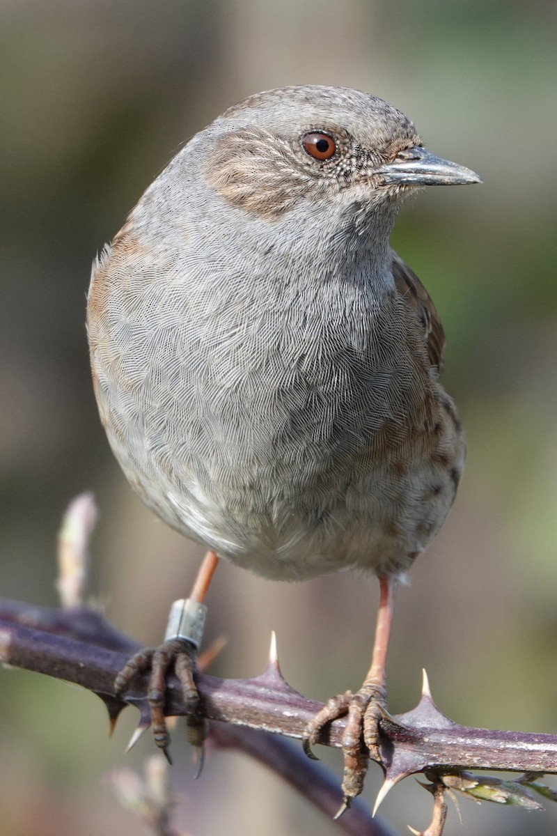 Dunnock - ML636761909