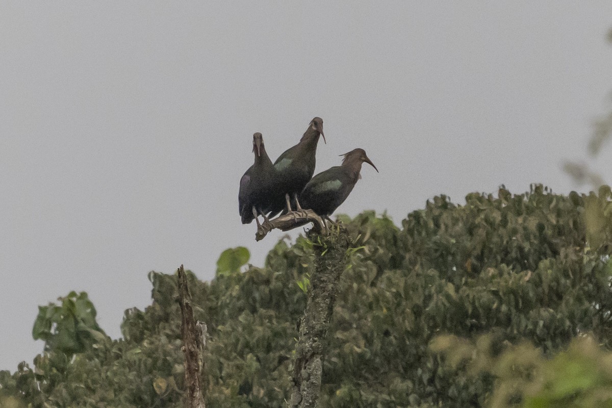 Olive Ibis - ML636761924