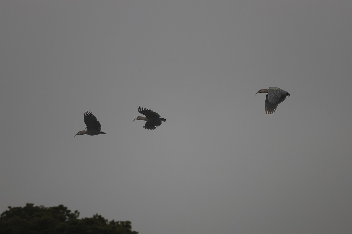 Olive Ibis - ML636761925