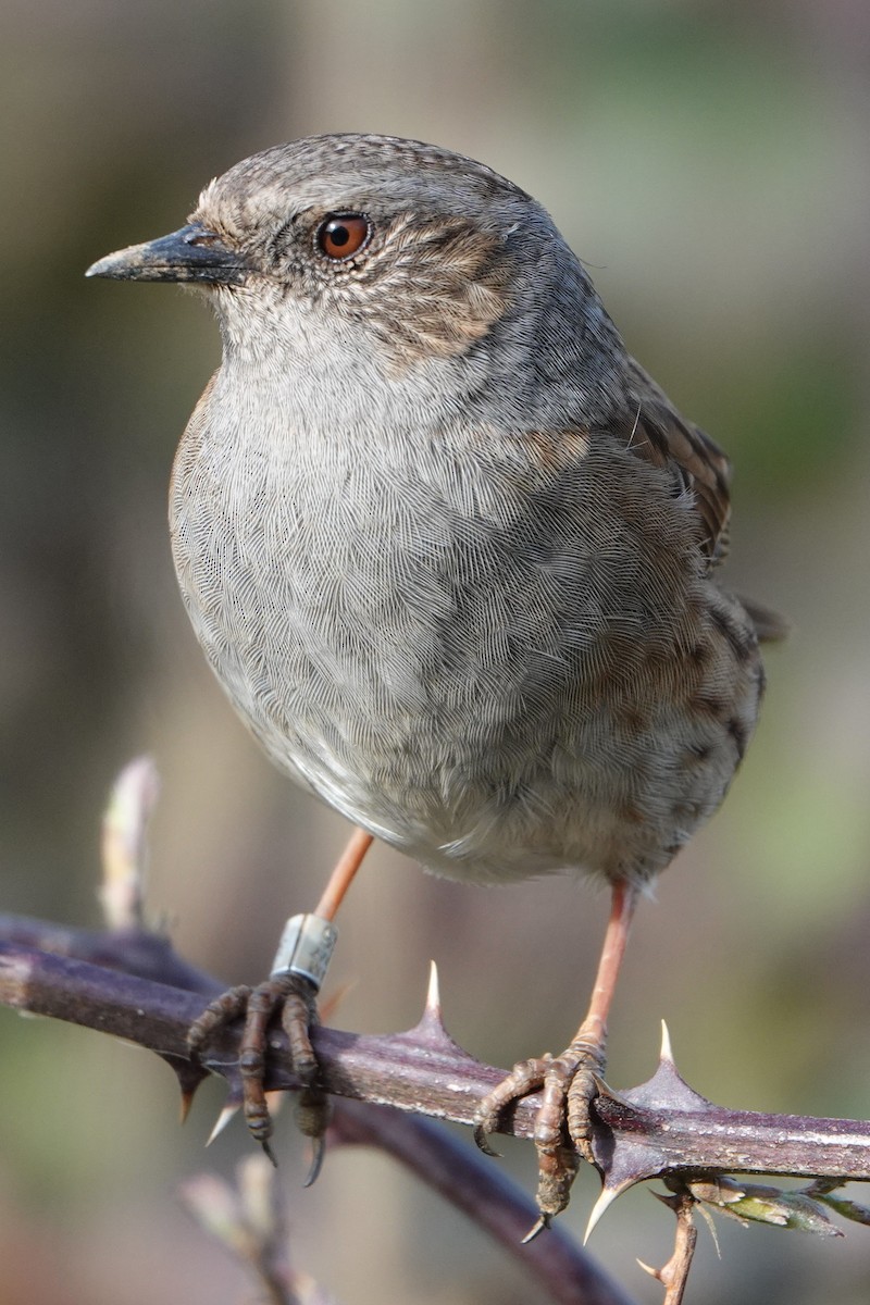Dunnock - ML636761926
