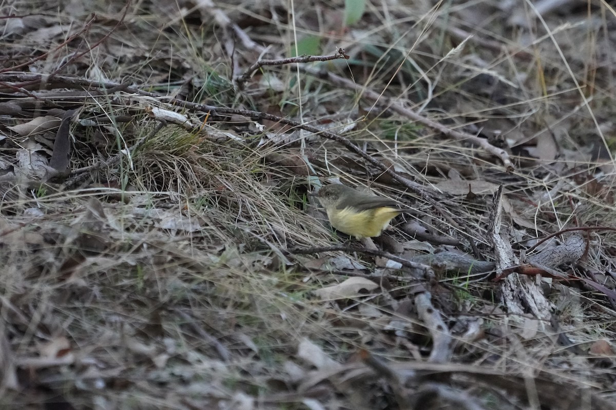 Buff-rumped Thornbill - ML636761930