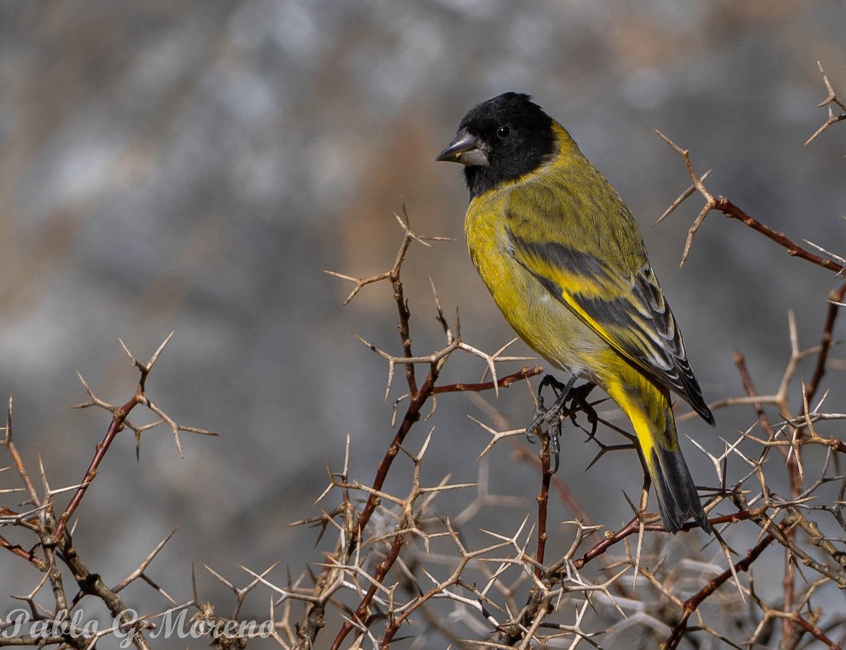 Thick-billed Siskin - ML636761998