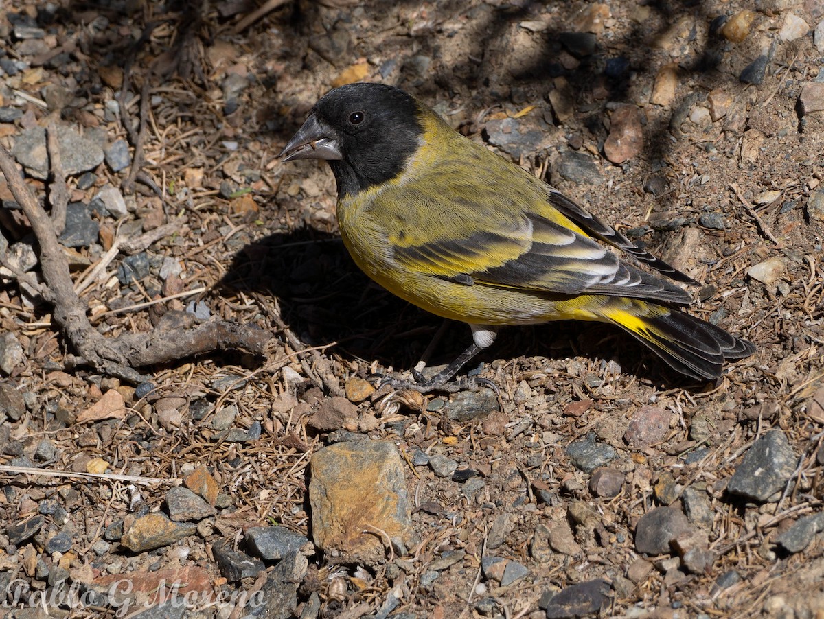 Thick-billed Siskin - ML636761999