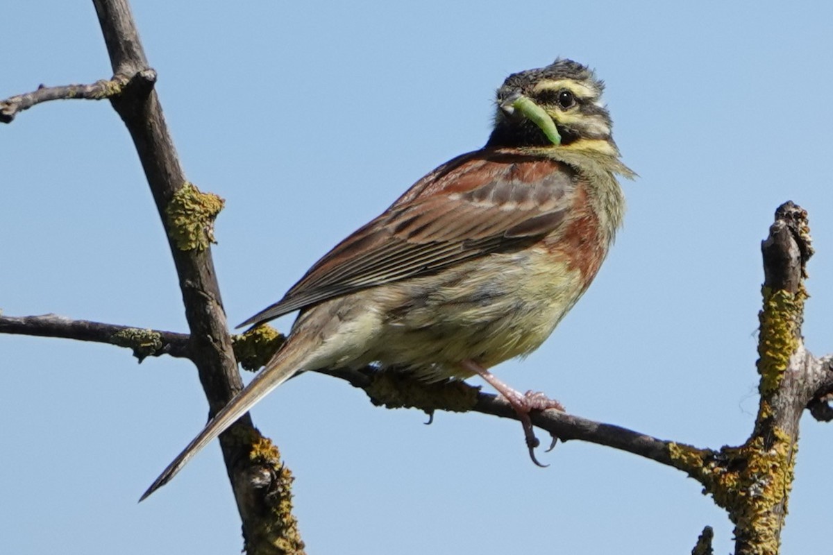 Cirl Bunting - ML636762040