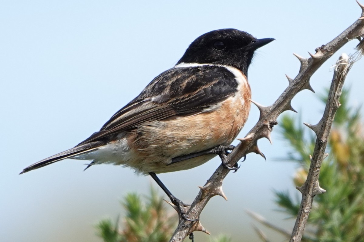 European Stonechat - ML636762044