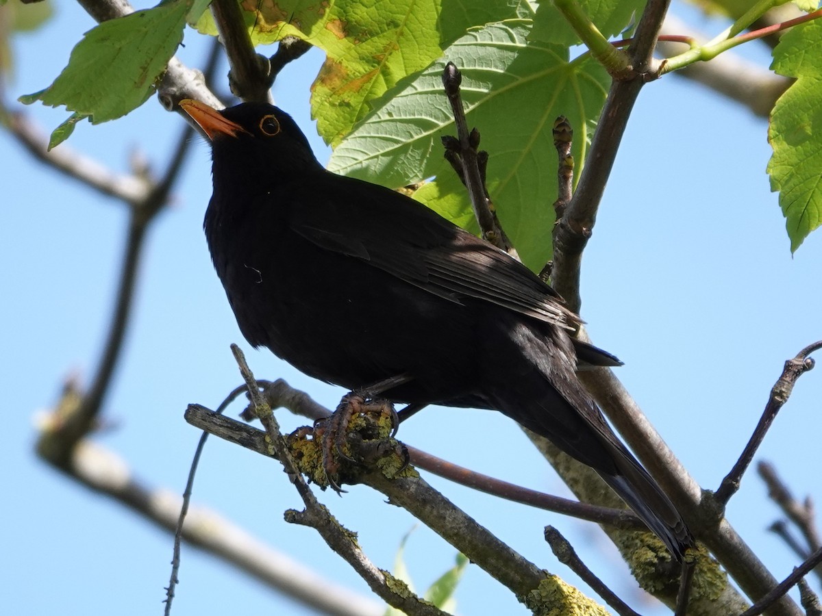 Eurasian Blackbird - ML636762046
