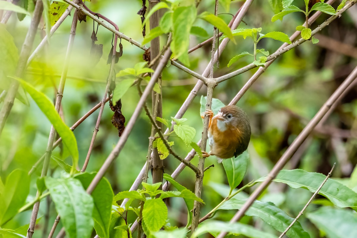 Tawny-bellied Babbler - ML636762064