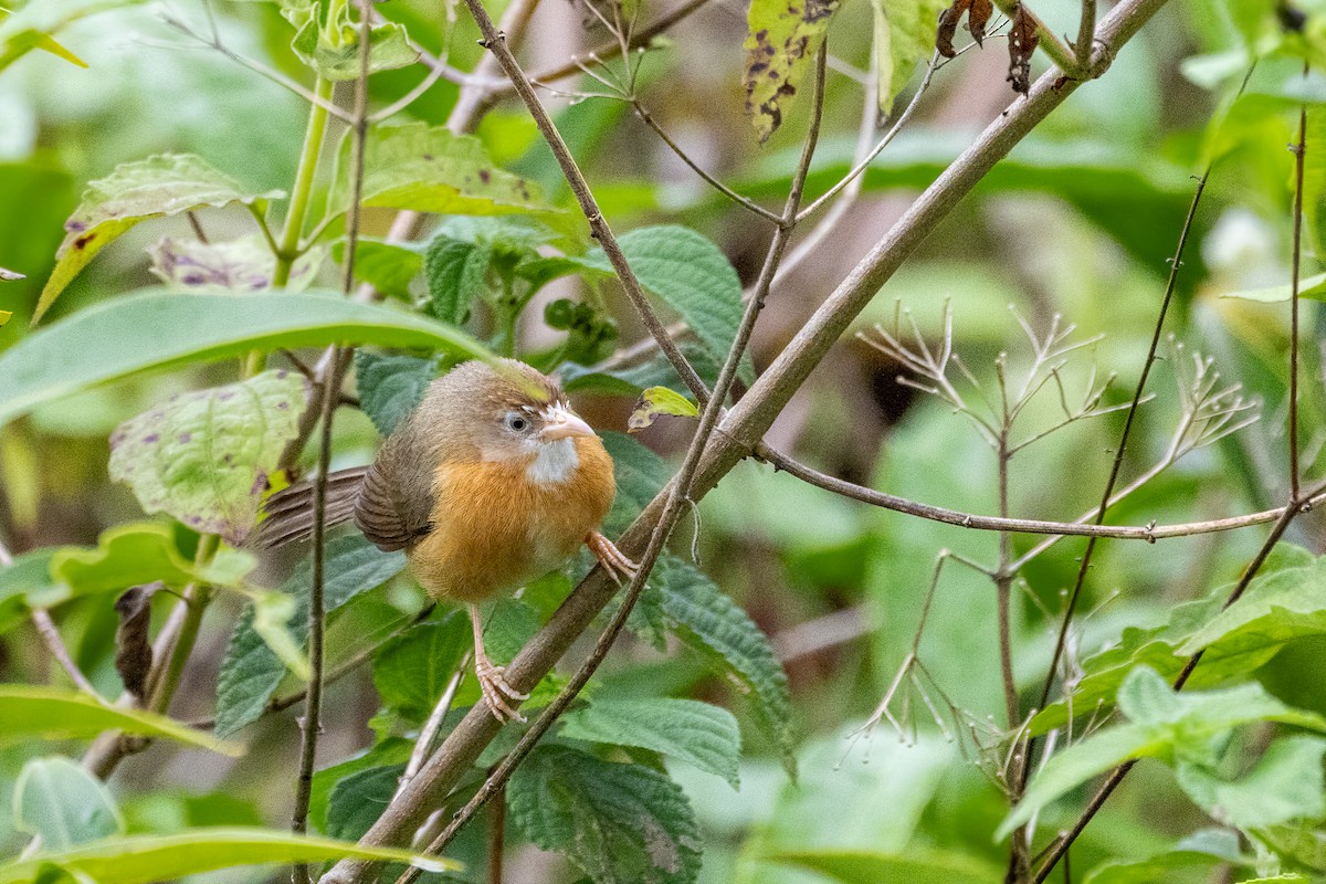 Tawny-bellied Babbler - ML636762065