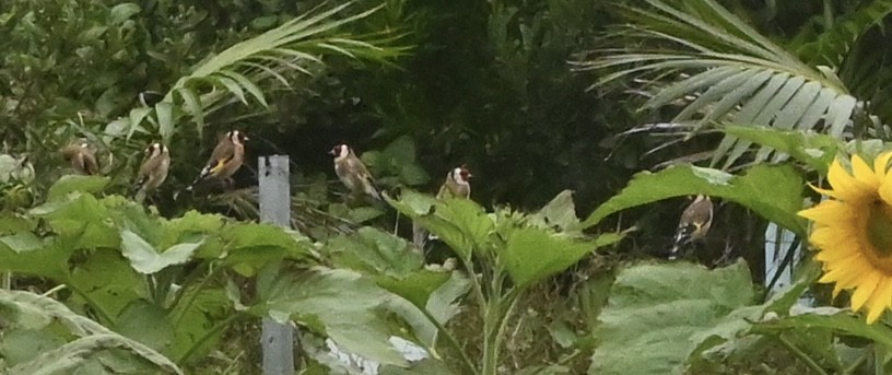 European Goldfinch - ML636762072
