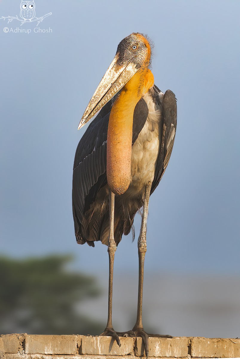 Greater Adjutant - ML636762167