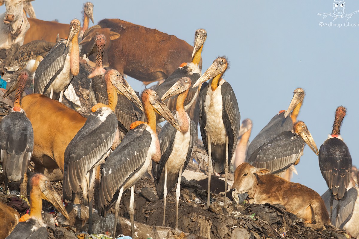 Greater Adjutant - ML636762171